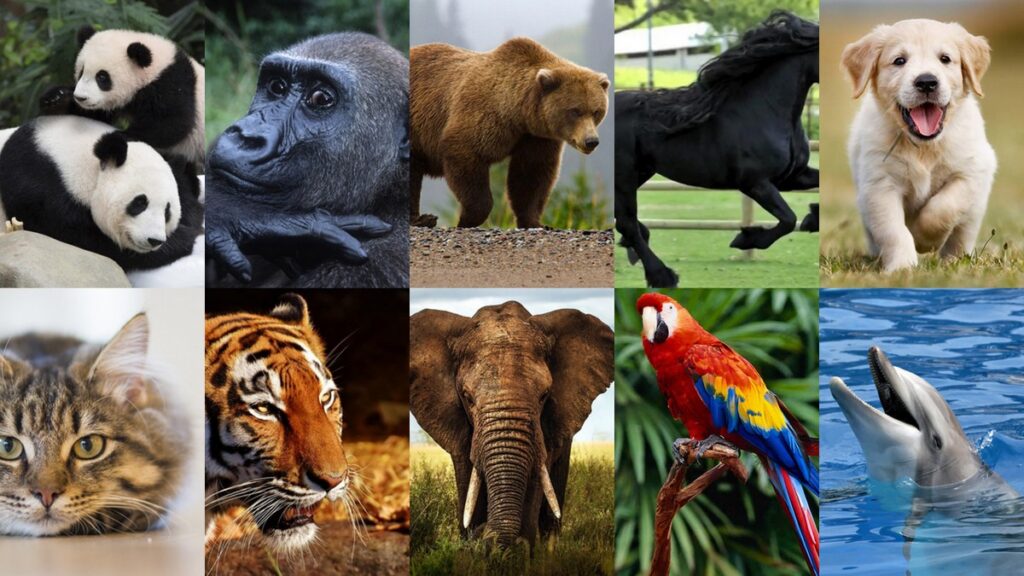 animal-life